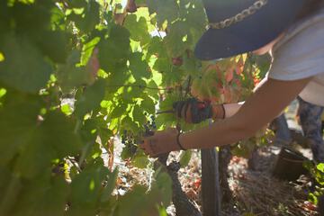 Winery