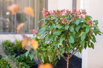 Outdoor wedding area