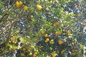 Photo 24