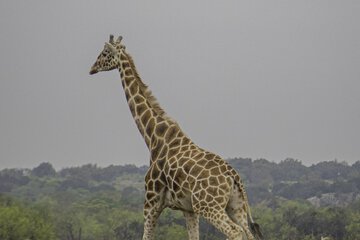 Safari