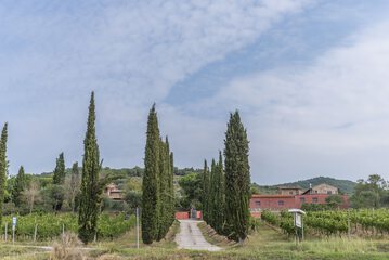 Vineyard