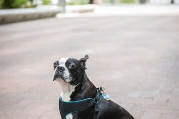 Pet-friendly