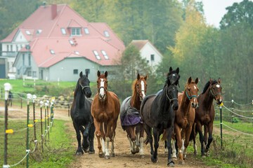 Horseback riding