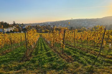 Vineyard