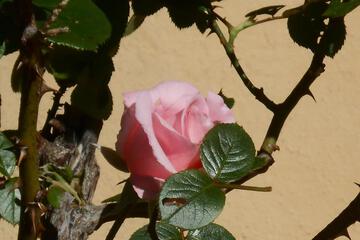 Photo 28