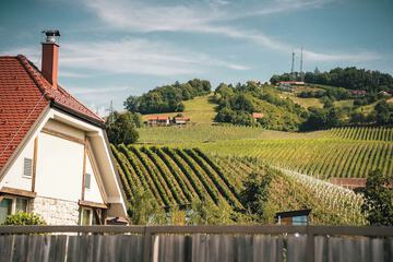 Vineyard