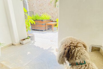 Pet-friendly