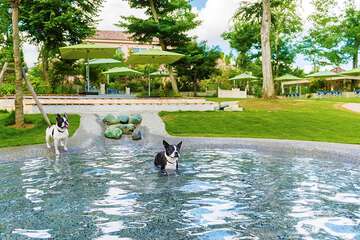 Pet-friendly amenities