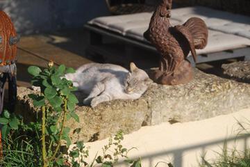 Photo 52