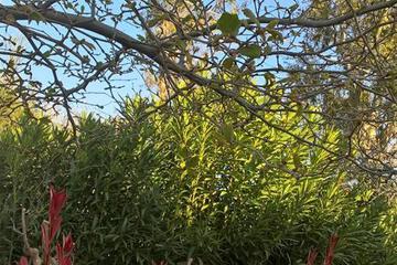 Photo 25
