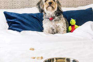 Pet Friendly 85 of 90