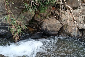 Natural pool