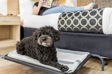 Pet-friendly