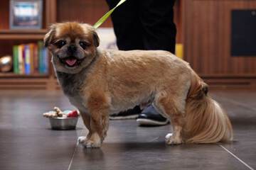 Pet-friendly amenities