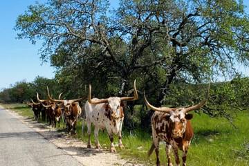 Game viewing