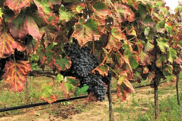 Vineyard
