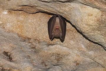 Spelunking/cave exploring