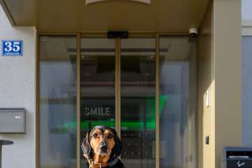 Pet-friendly