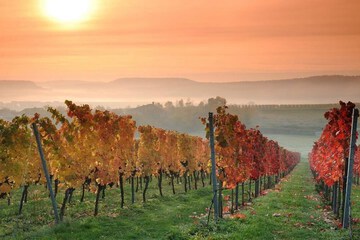 Vineyard