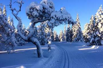 Skiing