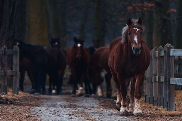 Horseback riding