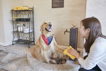 Pet-friendly