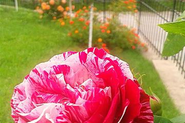 Photo 52