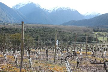 Vineyard