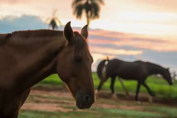 Game viewing