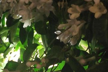 Photo 33