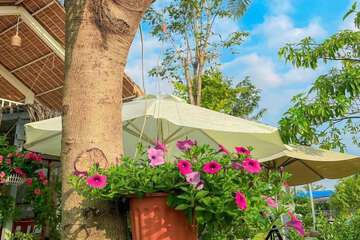 Garden view