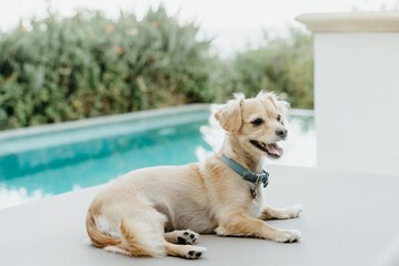 Pet-friendly