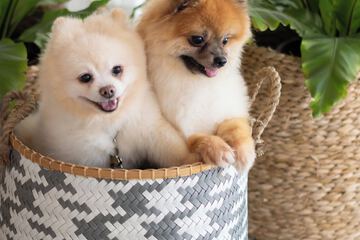 Pet-friendly amenities