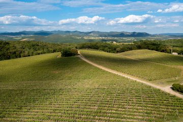 Vineyard