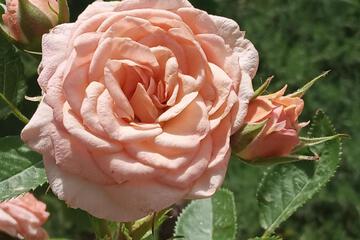 Photo 64
