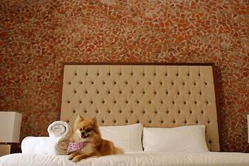 Pet-friendly