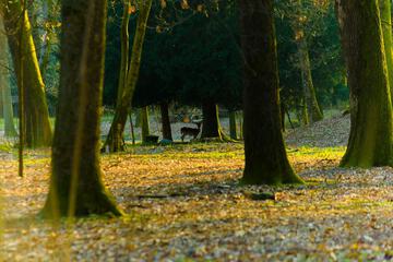Game viewing