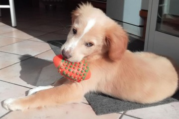 Pet-friendly