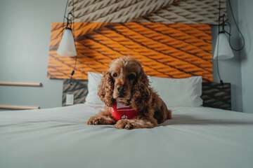 Pet-friendly