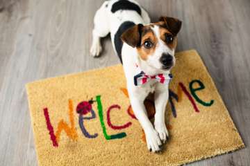 Pet-friendly