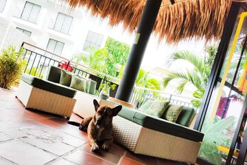 Pet-friendly amenities