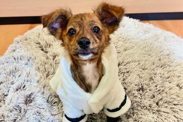 Pet-friendly amenities