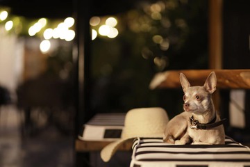 Pet-friendly