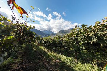 Vineyard
