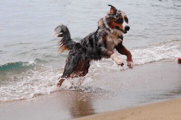 Pet-friendly