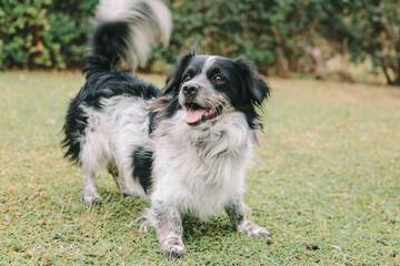 Pet-friendly amenities