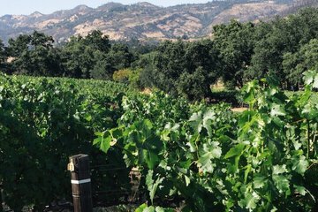 Vineyard