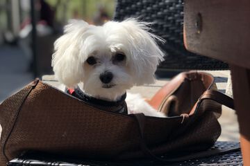 Pet-friendly