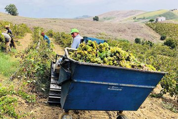Vineyard
