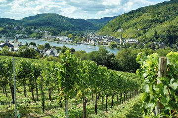 Vineyard